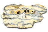 Mammoth Molar Slice With Case - South Carolina #377854-2
